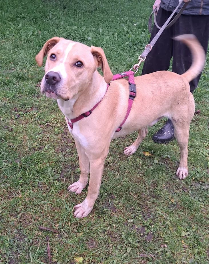 LOOMPI, male Mixed Breed for adoption at Udruga Spas Varaždin, Varaždin