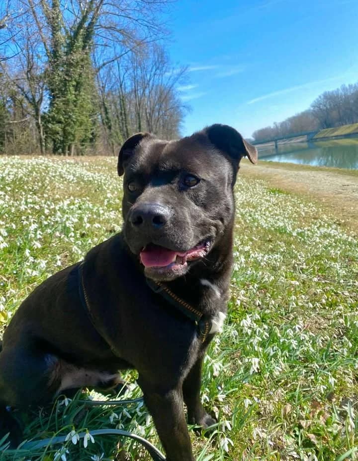 PUČ, male Mixed Breed for adoption at Udruga Spas Varaždin, Varaždin