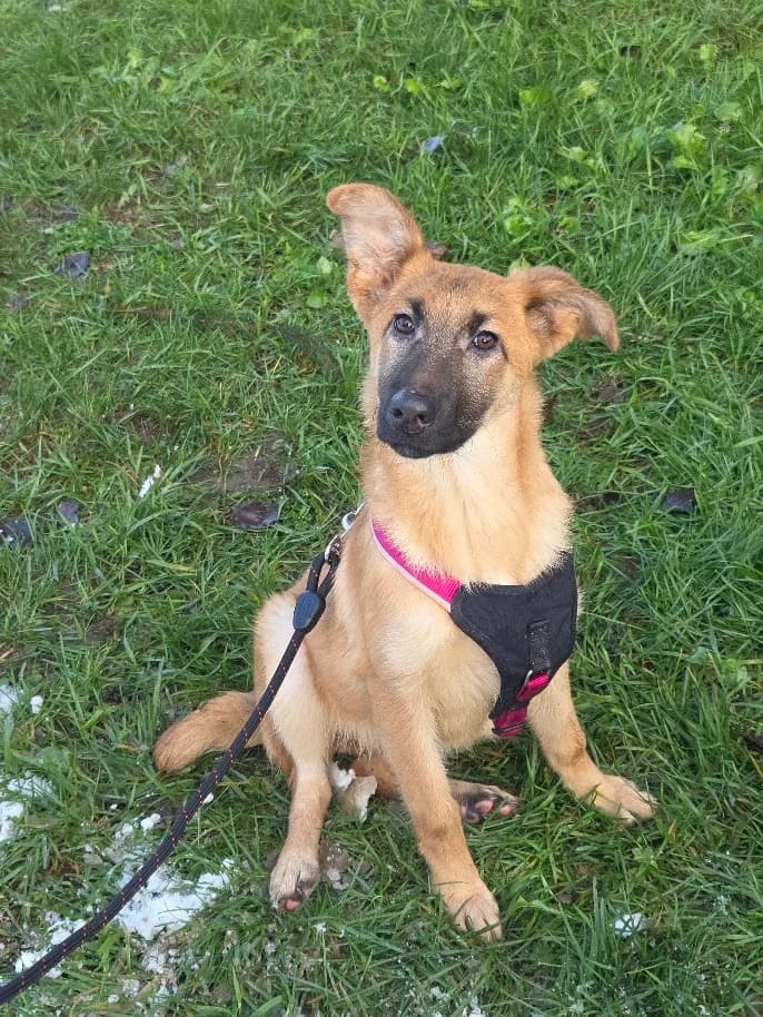RONA, female Mixed Breed for adoption at Udruga Spas Varaždin, Varaždin