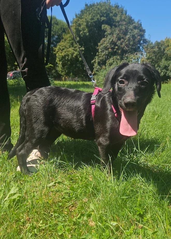 RUBI, female Mixed Breed for adoption at Udruga Spas Varaždin, Varaždin