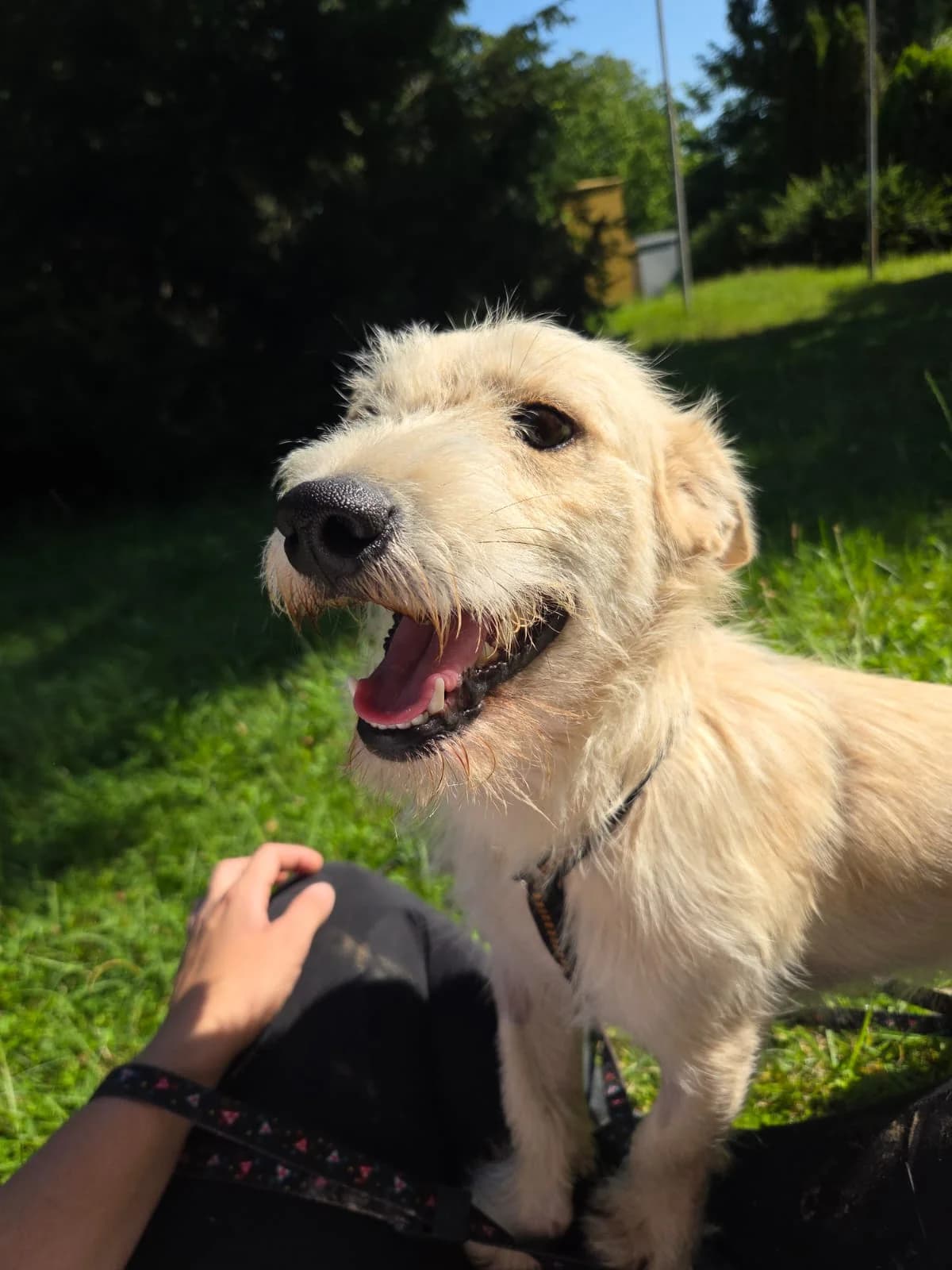 TOMEK, male Mixed Breed for adoption at Udruga Spas Varaždin, Varaždin