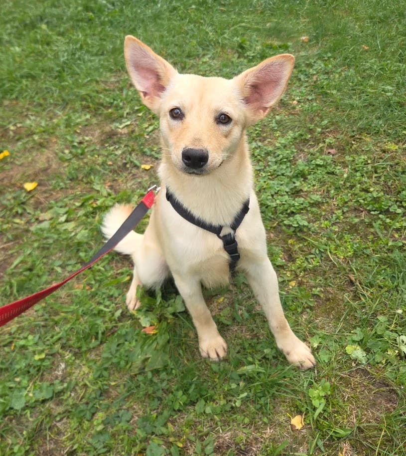 UŠKA, female Mixed Breed for adoption at Udruga Spas Varaždin, Varaždin