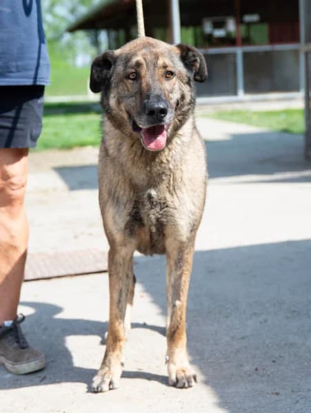 Lajoska, male senior Mixed Breed for adoption at Miskolci Állatsegítő Alapítvány (MÁSA)