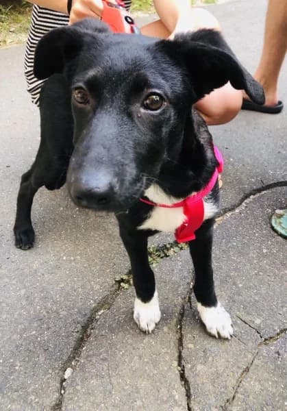 Heni/Lili, female young Mixed Breed for adoption at Miskolci Állatsegítő Alapítvány (MÁSA)
