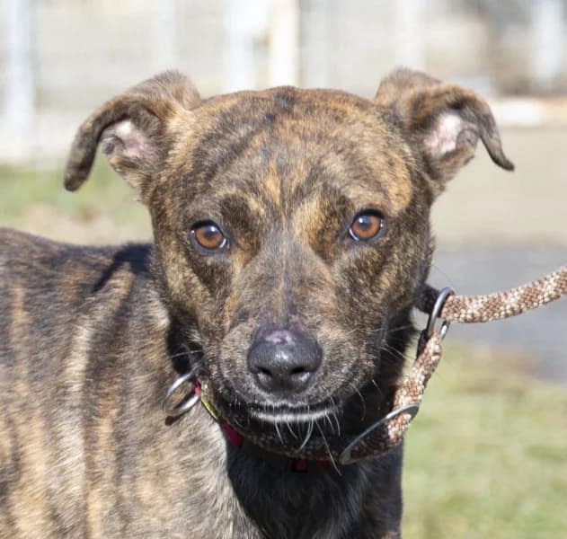 Zulu, male 3yo Mixed Breed for adoption at Miskolci Állatsegítő Alapítvány (MÁSA)