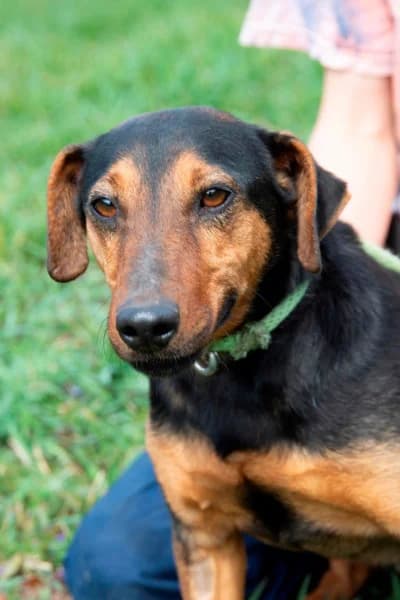 Vulkán, male senior Mixed Breed for adoption at Miskolci Állatsegítő Alapítvány (MÁSA)