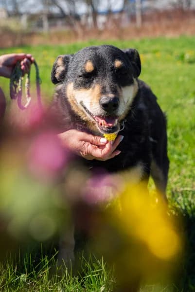 Dony/Béci, male senior Mixed Breed for adoption at Miskolci Állatsegítő Alapítvány (MÁSA)