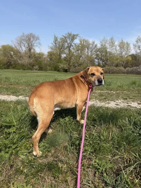 Cola, male 4yo Mixed Breed for adoption at Miskolci Állatsegítő Alapítvány (MÁSA)