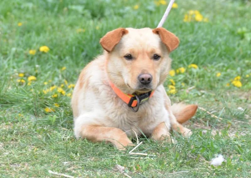 Csuli, female puppy Mixed Breed for adoption at Miskolci Állatsegítő Alapítvány (MÁSA)