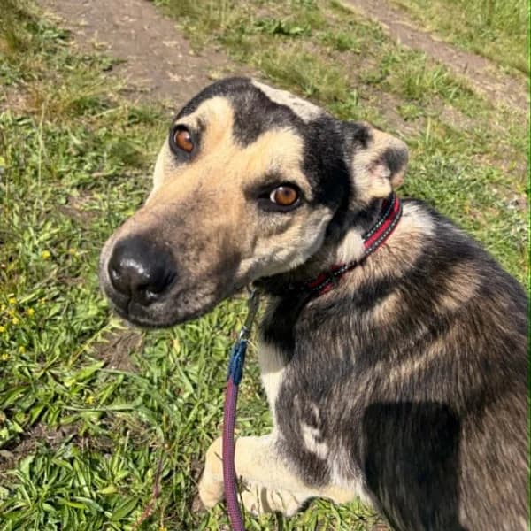 Sajó, male young Mixed Breed for adoption at Miskolci Állatsegítő Alapítvány (MÁSA)