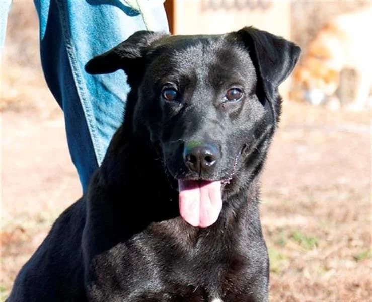 Rolly, male 7yo Mixed Breed for adoption at Miskolci Állatsegítő Alapítvány (MÁSA)