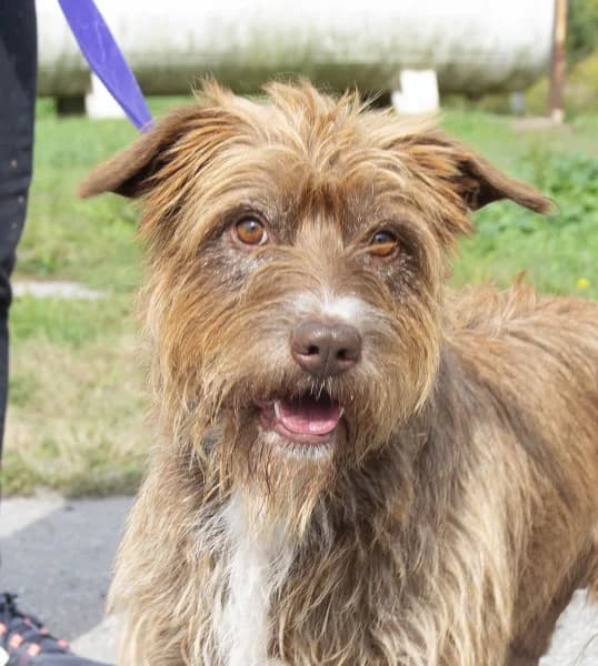 Picur / Csongor, male 6yo Mixed Breed for adoption at Miskolci Állatsegítő Alapítvány (MÁSA)