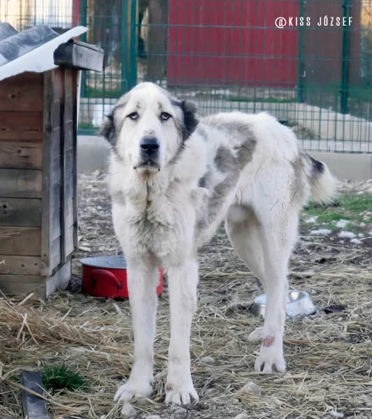 Maci Laci, male 6yo Mixed Breed for adoption at Miskolci Állatsegítő Alapítvány (MÁSA)
