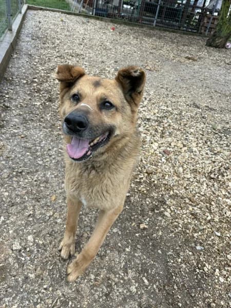Ordas Tigris, male senior Mixed Breed for adoption at Miskolci Állatsegítő Alapítvány (MÁSA)