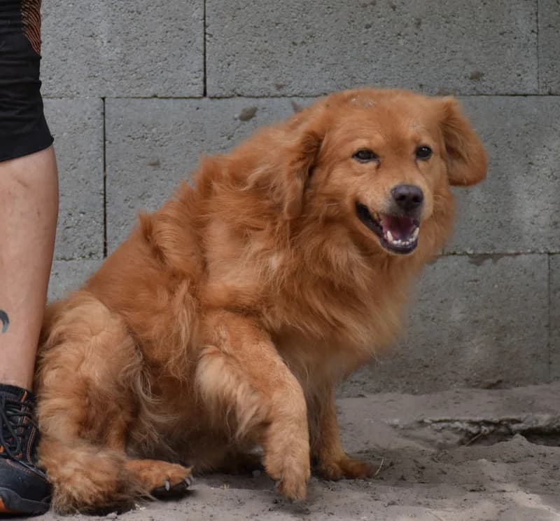 Vuki, Mixed Breed for adoption at Állatvédelmi Centrum