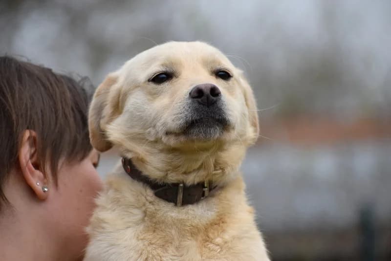 Bendegúz, Mixed Breed for adoption at Állatvédelmi Centrum
