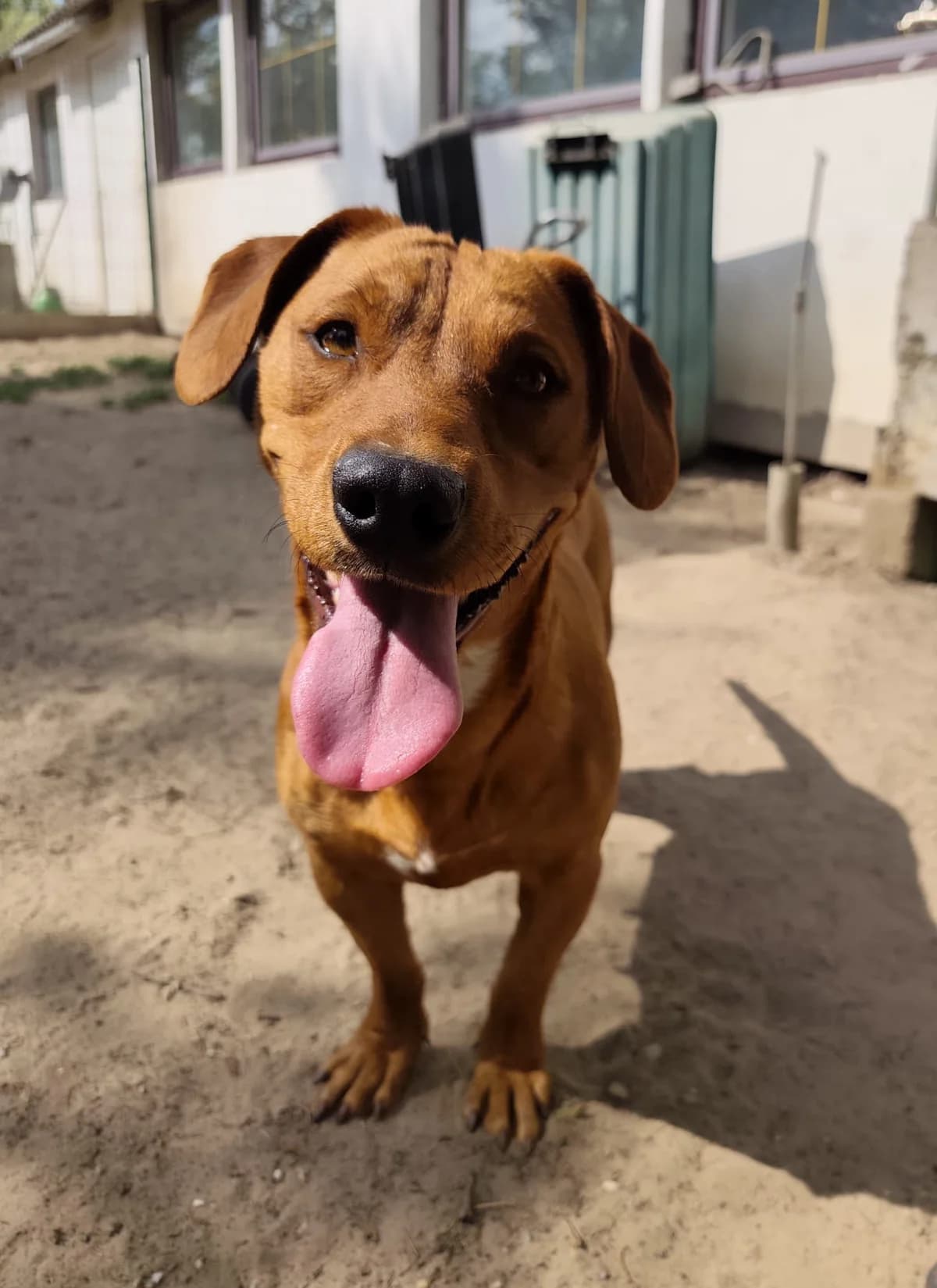Léna, Mixed Breed for adoption at Állatvédelmi Centrum