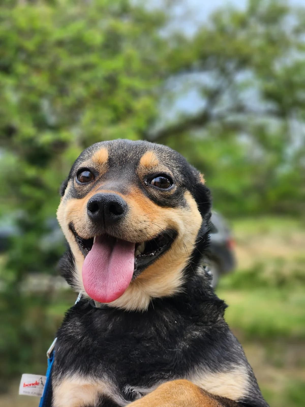 Smile, Mixed Breed for adoption at Állatvédelmi Centrum