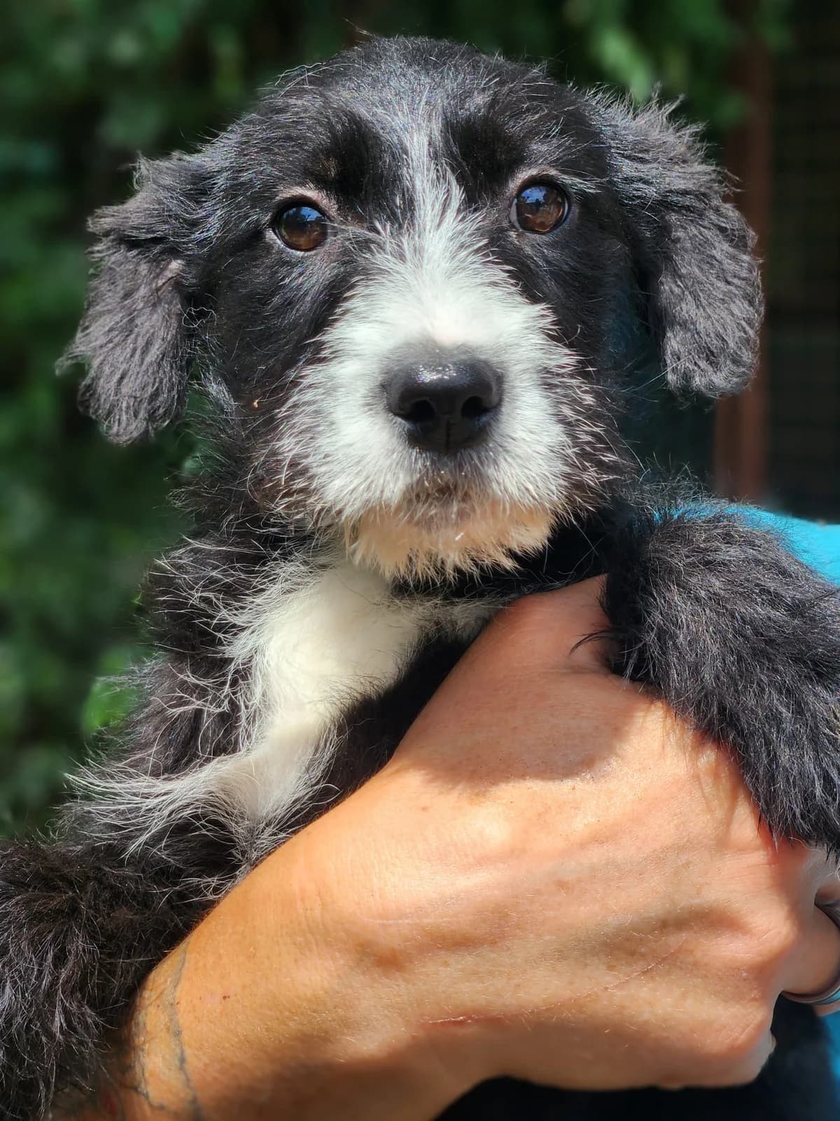 Esmee T1, Mixed Breed for adoption at Állatvédelmi Centrum