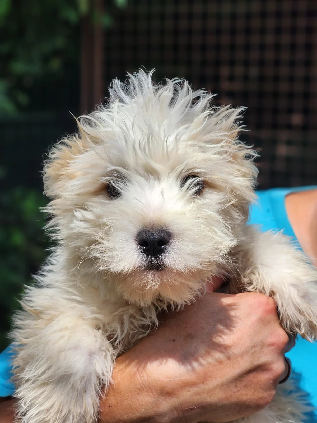 Rukey T2, Mixed Breed for adoption at Állatvédelmi Centrum