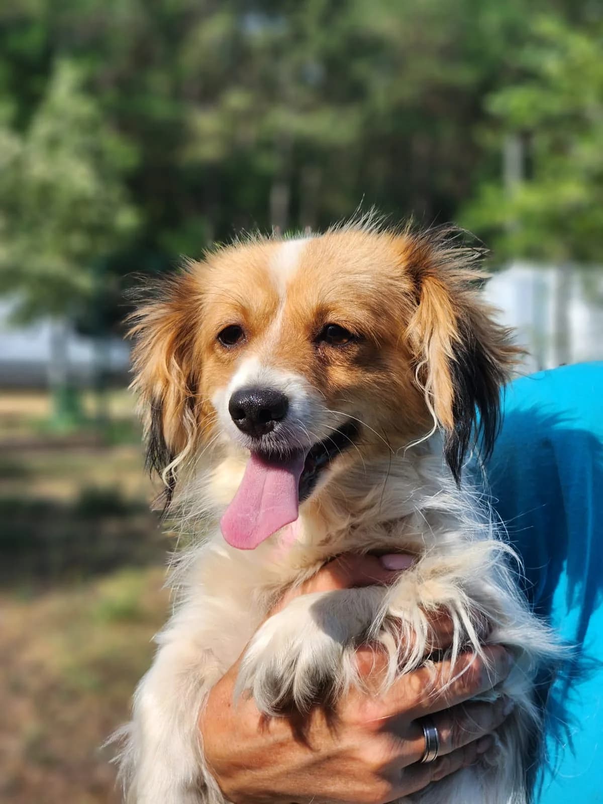 Bella, Mixed Breed for adoption at Állatvédelmi Centrum