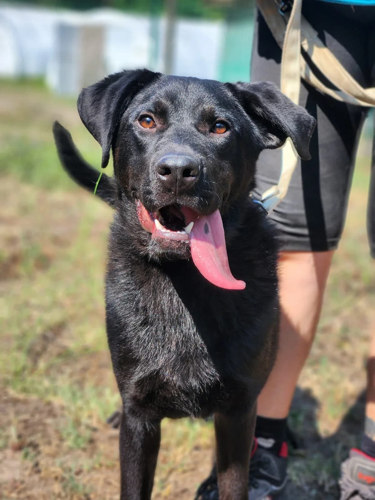 Sirius, Mixed Breed for adoption at Állatvédelmi Centrum