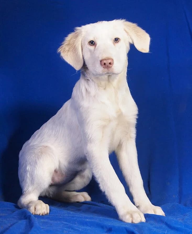 Angel, female puppy Mixed Breed for adoption at Animal Care Hungary