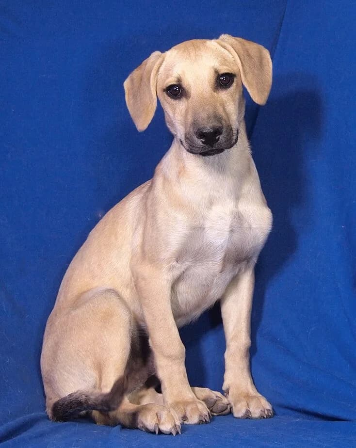 Bono, male puppy Mixed Breed for adoption at Animal Care Hungary