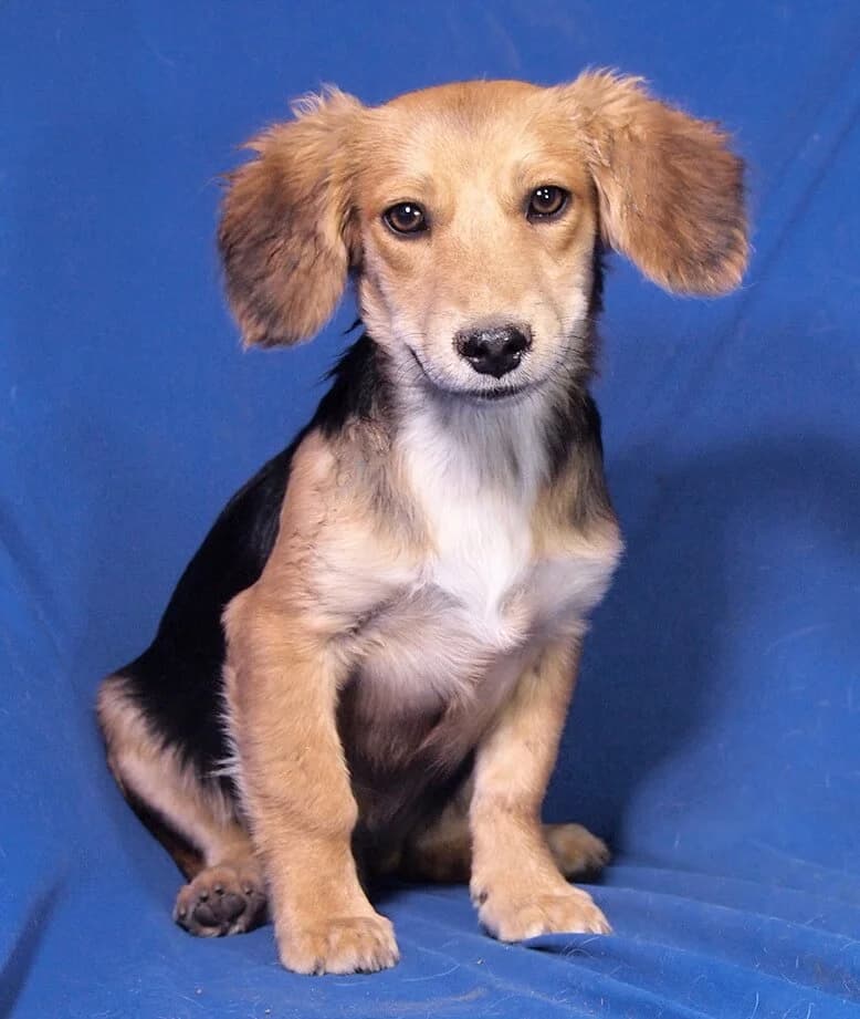 Chico, male puppy Mixed Breed for adoption at Animal Care Hungary