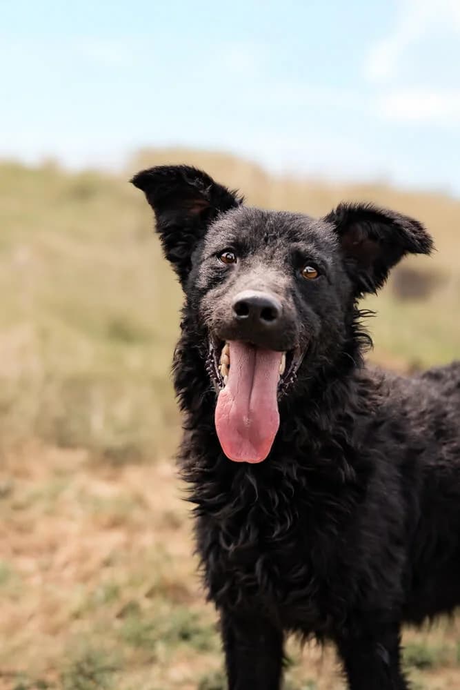 Connor, male young Mixed Breed for adoption at Animal Care Hungary