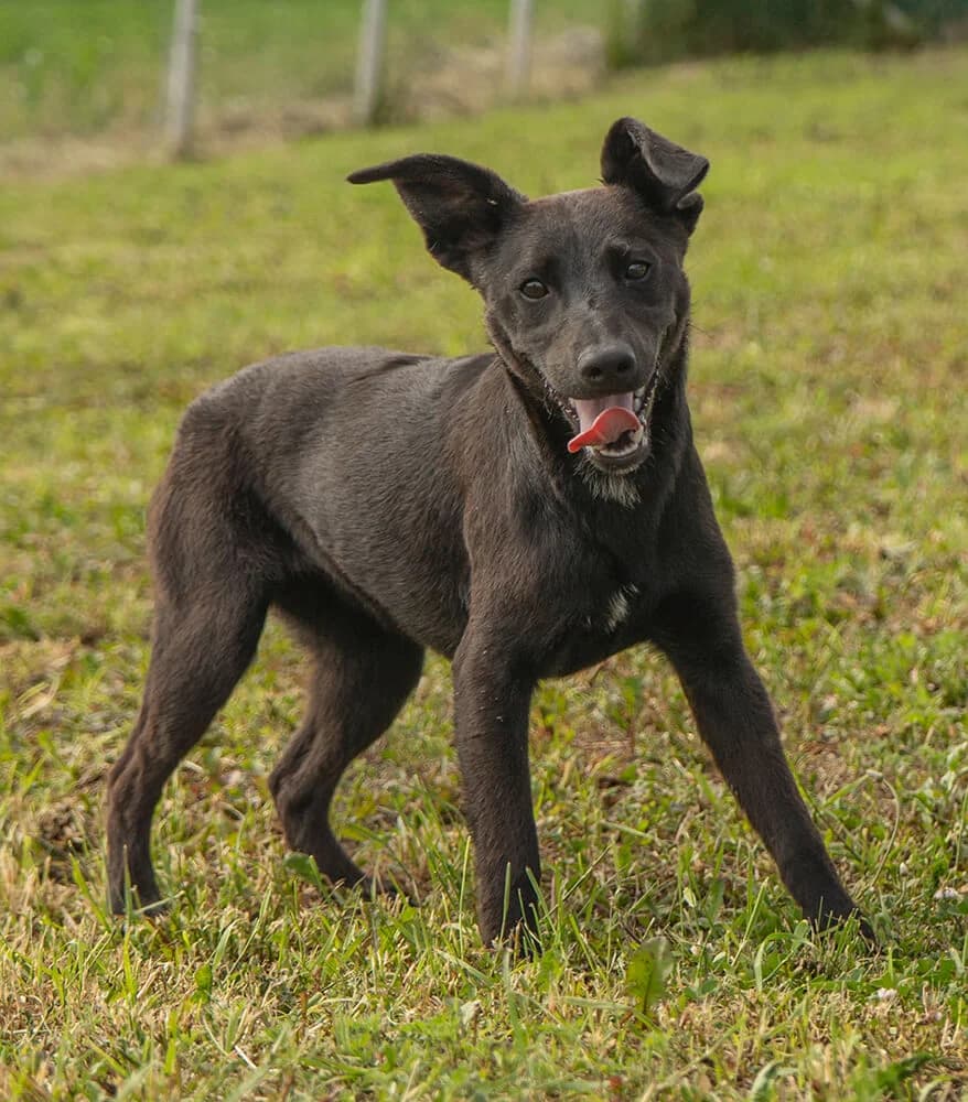 Elektra, female puppy Mixed Breed for adoption at Animal Care Hungary