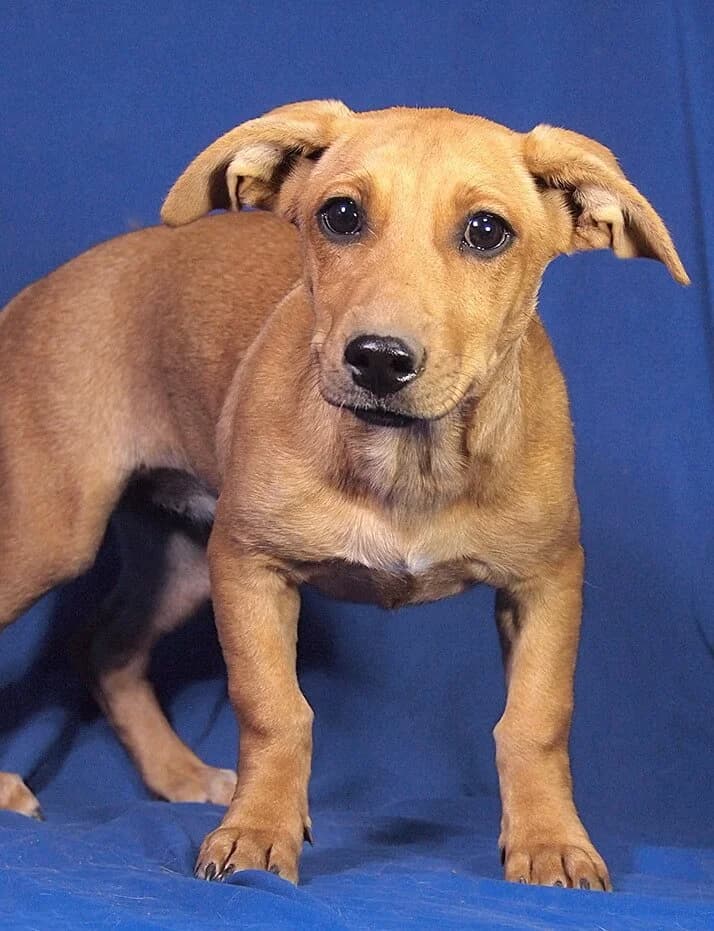 Erica, female puppy Mixed Breed for adoption at Animal Care Hungary