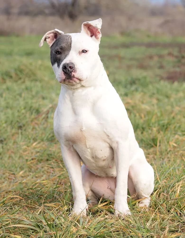 Fifi, female 4yo American Staffordshire Terrier for adoption at Animal Care Hungary