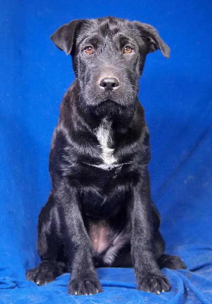 Finja, female Mixed Breed for adoption at Animal Care Hungary