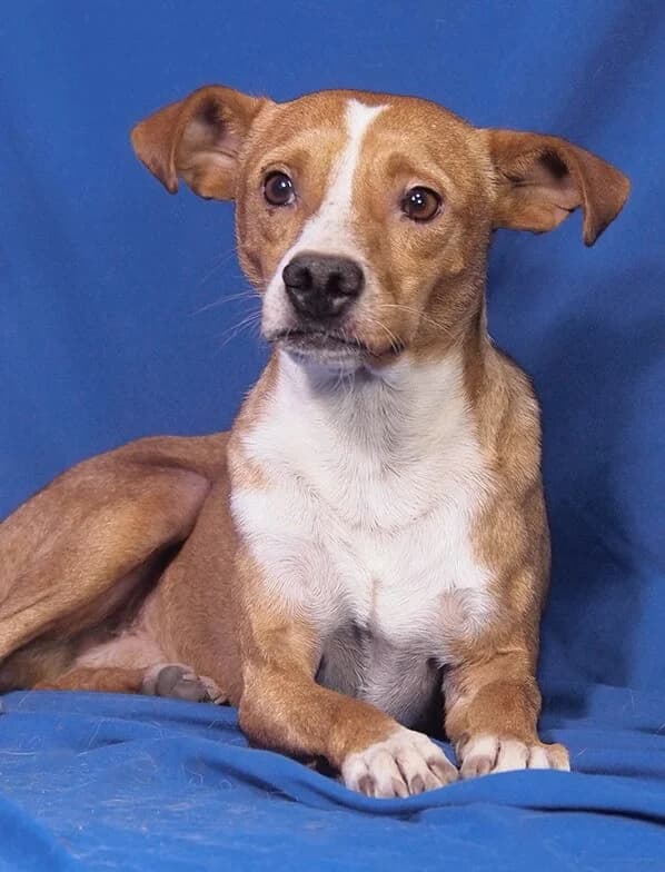 Hansi, male 4yo Mixed Breed for adoption at Animal Care Hungary