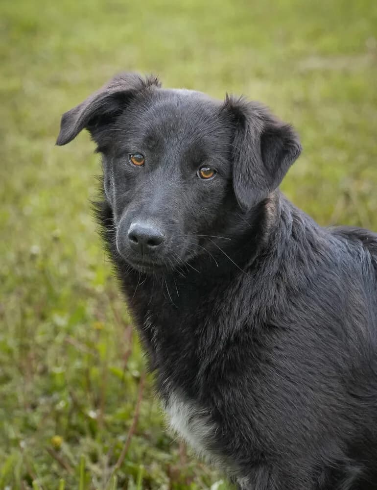 Kaja, female young Mixed Breed for adoption at Animal Care Hungary