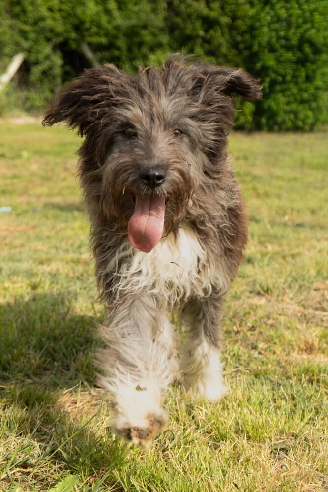 Kalli, male young Mixed Breed for adoption at Animal Care Hungary