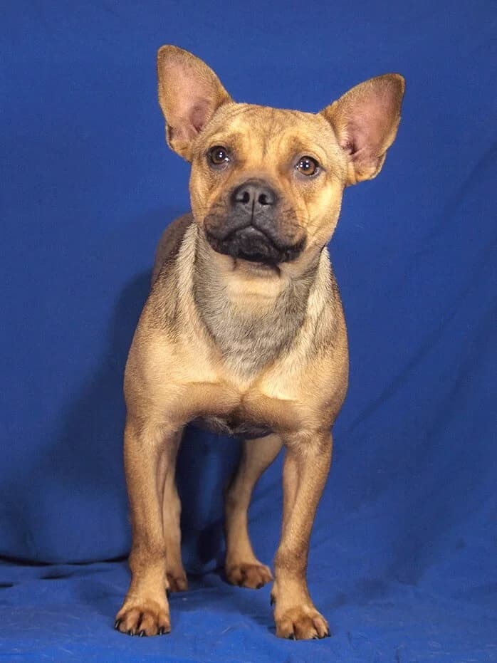 Kiara, female young French Bulldog for adoption at Animal Care Hungary