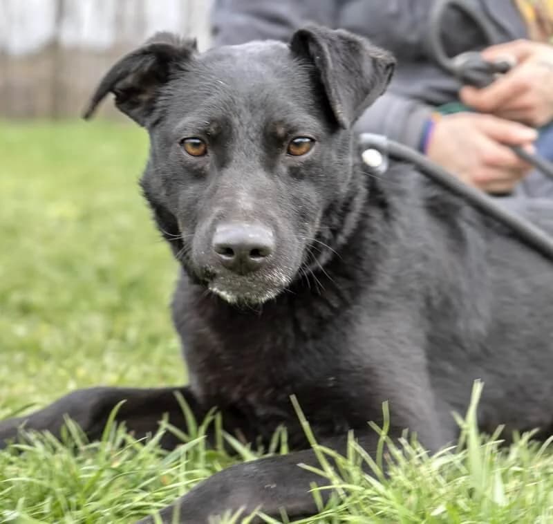 Lala, female young Mixed Breed for adoption at Animal Care Hungary