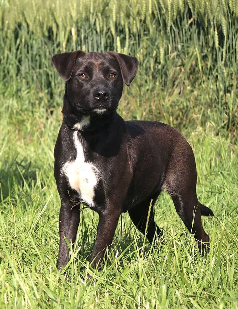 Libby, female young Mixed Breed for adoption at Animal Care Hungary