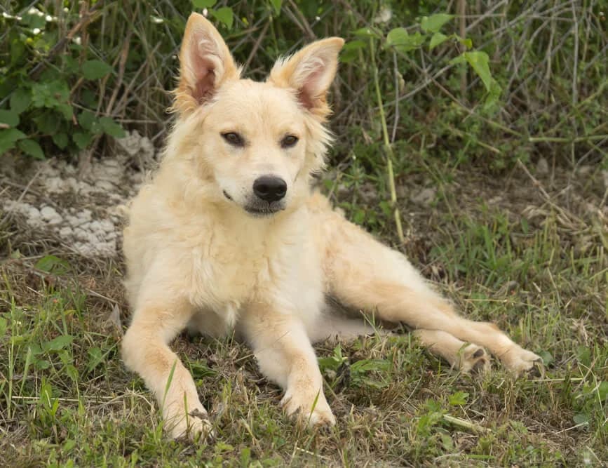 Lupo, male young Mixed Breed for adoption at Animal Care Hungary