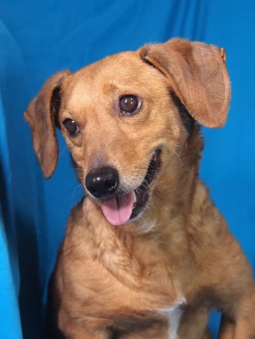 Marco, male 7yo Dachshund for adoption at Animal Care Hungary