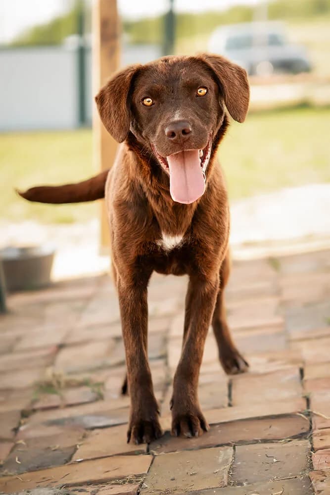 Morris, male young Mixed Breed for adoption at Animal Care Hungary