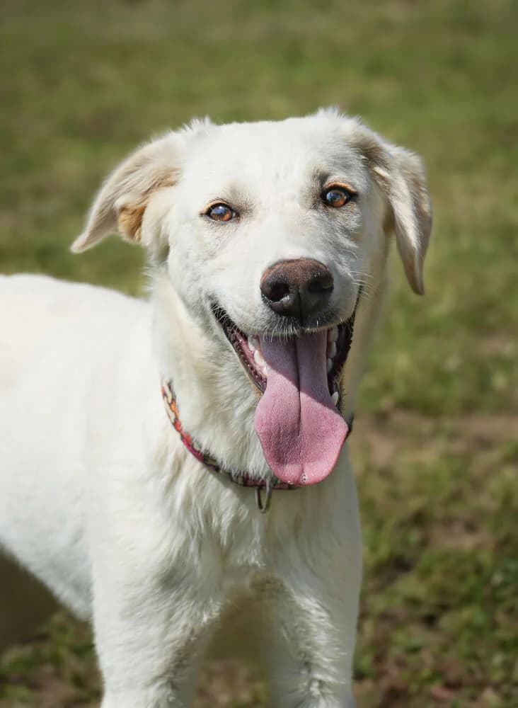 Odette, female puppy Mixed Breed for adoption at Animal Care Hungary