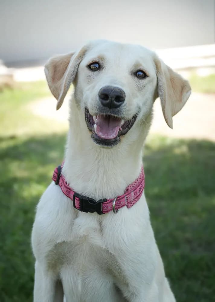 Olivera, female puppy Mixed Breed for adoption at Animal Care Hungary