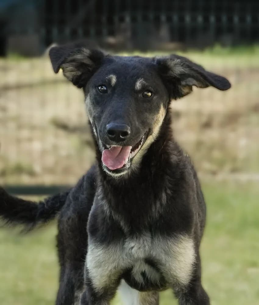 Ollie, male puppy Mixed Breed for adoption at Animal Care Hungary