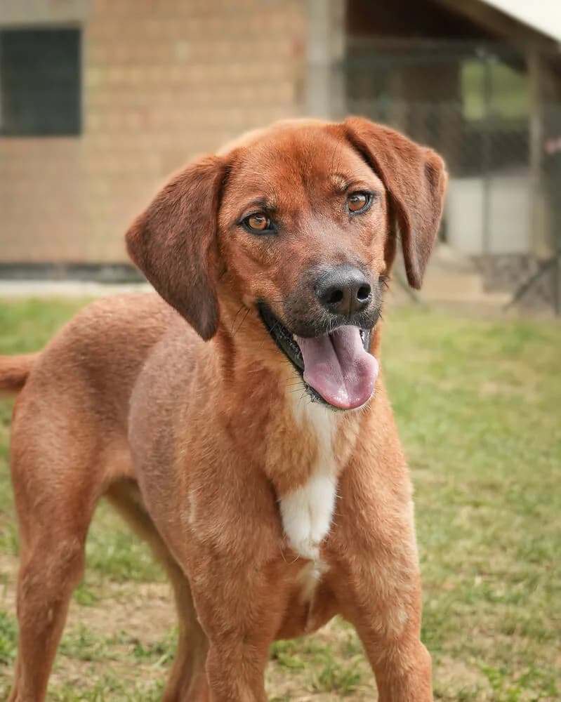Sirius, male young Mixed Breed for adoption at Animal Care Hungary