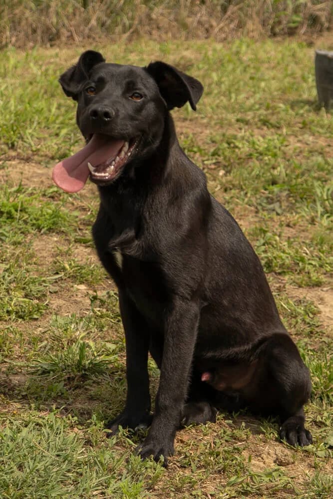 Spike, male puppy Mixed Breed for adoption at Animal Care Hungary