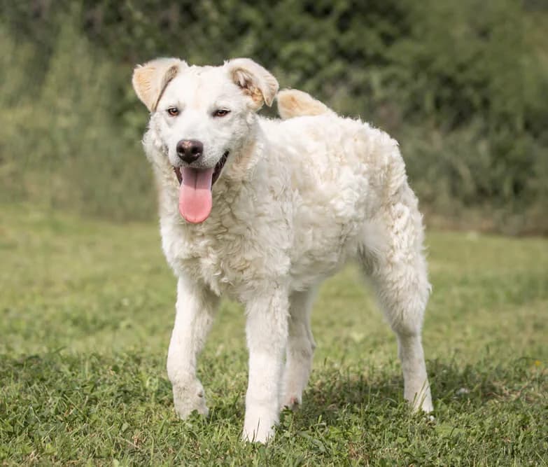 Tea, female puppy Mixed Breed for adoption at Animal Care Hungary