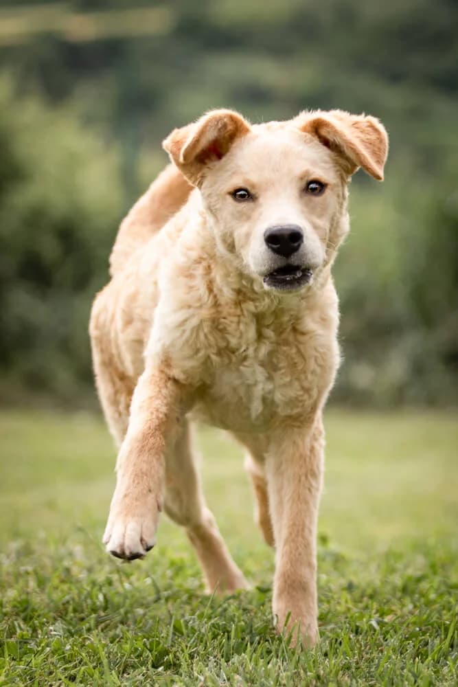 Tessa, female puppy Mixed Breed for adoption at Animal Care Hungary